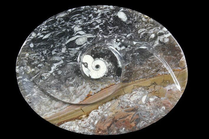 Oval Shaped Fossil Goniatite Dish #73737